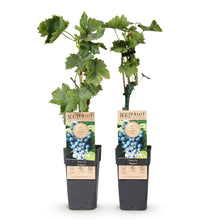 Buitenplant 2x Vitis vinifera 'Regent' (Blauwe druif) - Fruitplant - Pot Ø 15cm Hoogte ↕ 50cm