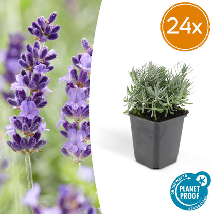 Buitenplant 24x Lavandula 'Hidcote' - Aromatische lavendel, bijenplant - Pot Ø 9cm Hoogte ↕ 10-25cm