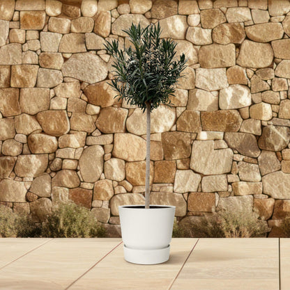 Buitenplant - Nerium Oleander op stam wit - Bloeiend - Pot Ø 40cm Hoogte ↕ 170cm