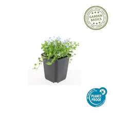 Buitenplant 60x Isotoma fluviatilis 'Alba' - Bloeiend - Pot Ø 9cm Hoogte ↕ 10-25cm