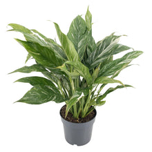 Kamerplant - Diamond Variegata - Pot Ø 14cm Hoogte ↕ 55cm