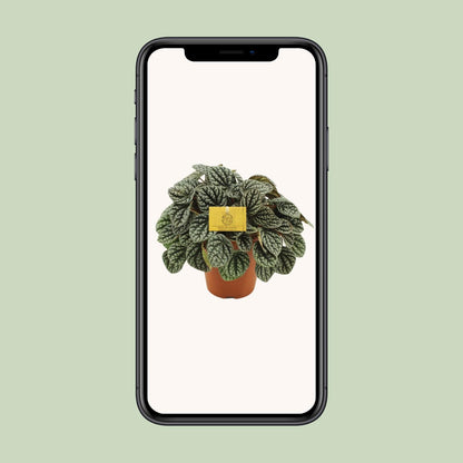 Kamerplant - Peperomia Burbella - Pot Ø 15cm Hoogte ↕ 25cm