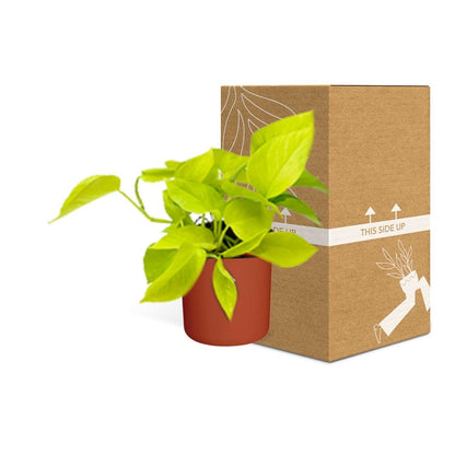Kamerplant - Epipremnum Pinnatum 'Golden Pothos' - Inclusief sierpot - Pot Ø 14cm