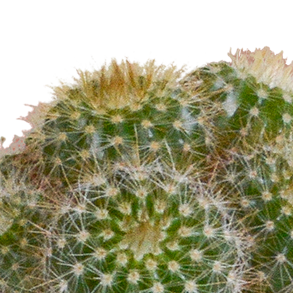Kamerplant 5x Cactus mix - in witte pot - Pot Ø 5.5cm