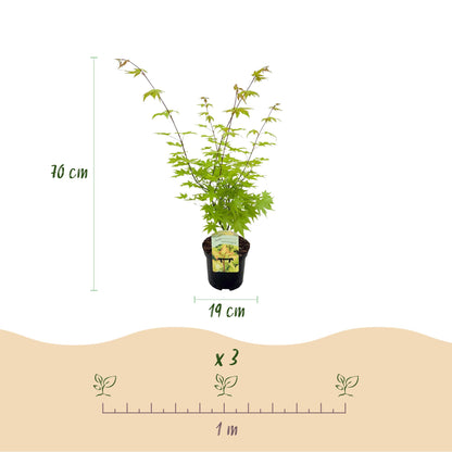 Buitenplant 2x Acer palmatum 'Summergold' - Bladverliezend - Pot Ø 19cm Hoogte ↕ 70cm