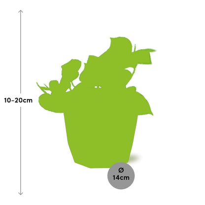 Kamerplant - Epipremnum Pinnatum 'Aureum' - Pot Ø 14cm