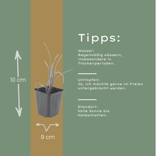 48x Hemerocallis 'Stella de Oro' - ↕10-25cm - Ø9cm