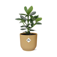 Kamerplant - Clusia Princess - Pot Ø 14cm