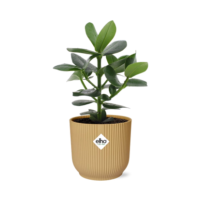 Kamerplant - Clusia Princess - Pot Ø 14cm