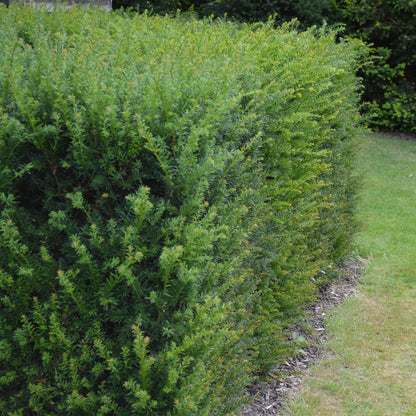 Buitenplant 6x Taxus baccata - Haagplant - Pot Ø 17cm Hoogte ↕ 60cm