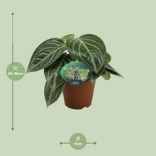 Kamerplant - Peperomia Sarcophylla - Pot Ø 15cm Hoogte ↕ 25cm