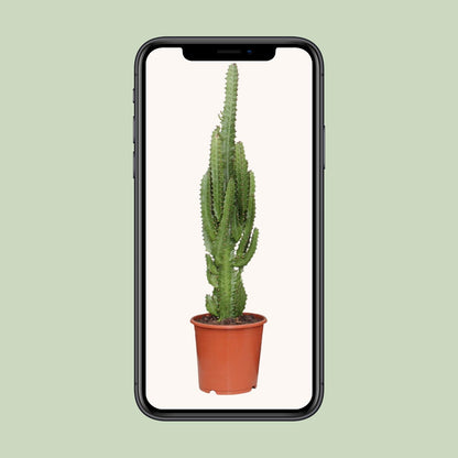 Kamerplant - Euphorbia Trigona - Pot Ø 17cm Hoogte ↕ 70cm