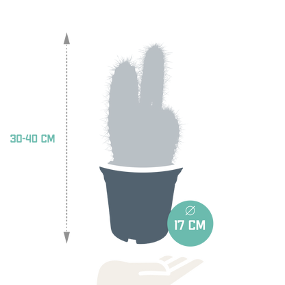 Kamerplant - Pilosocereus azureus - Cactus - Pot Ø 17cm