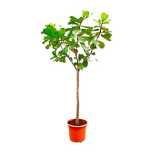 XL kamerplant - Ficus Lyrata boom XXXL - Pot Ø 45cm Hoogte ↕ 270cm
