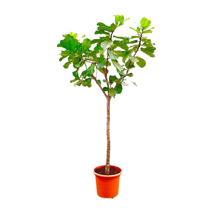 XL kamerplant - Ficus Lyrata boom XXXL - Pot Ø 45cm Hoogte ↕ 270cm