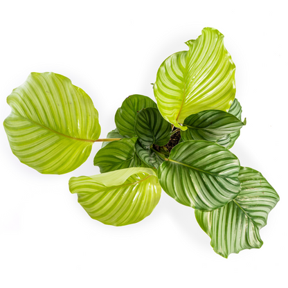 Kamerplant - Calathea Orbifolia - Pot Ø 17cm Hoogte ↕ 40-50cm