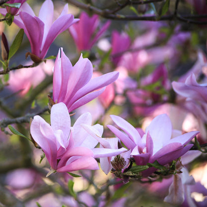 Buitenplant 3x Magnolia 'Betty' - Bloeiend - Pot Ø 12cm Hoogte ↕ 30cm