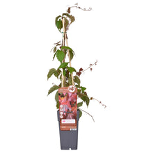 Buitenplant - Parthenocissus tricuspidata 'Veitch Boskoop' - Pot Ø 15cm Hoogte ↕ 65cm