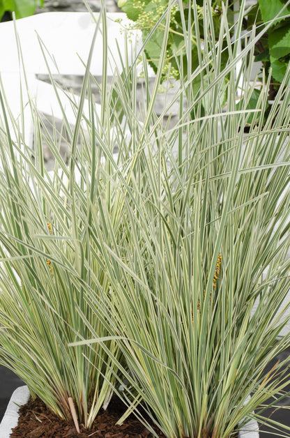 Buitenplant - Lomandra longifolia 'White Sands' - Winterhard - Pot Ø 19cm Hoogte ↕ 40cm