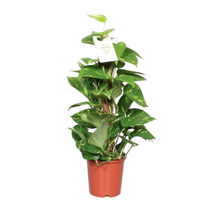Kamerplant - Epipremnum Pinnatum op Mosstok - Pot Ø 15cm Hoogte ↕ 60cm