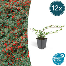 Buitenplant 12x Cotoneaster dam. 'Major' - Winterhard - Pot Ø 9cm Hoogte ↕ 25cm