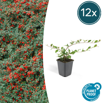 Buitenplant 12x Cotoneaster dam. 'Major' - Winterhard - Pot Ø 9cm Hoogte ↕ 25cm