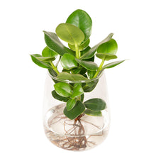 Kamerplant - Clusia in Kingston glas - Pot Ø 12cm Hoogte ↕ 30cm
