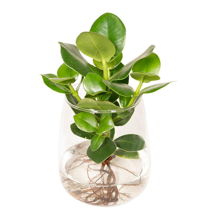 Kamerplant - Clusia in Kingston glas - Pot Ø 12cm Hoogte ↕ 30cm