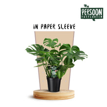 Kamerplant - Monstera Deliciosa - Pot Ø 21cm Hoogte ↕ 75cm