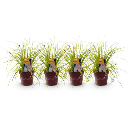 Buitenplant 4x Carex oshimensis 'Everillo' - Bladhoudend - Pot Ø 17cm Hoogte ↕ 50cm