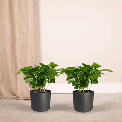 Kamerplant 2x Coffea Arabica - Pot Ø 12cm Hoogte ↕ 25cm