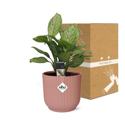 Kamerplant - Aglaonema Christina - Pot Ø 14cm