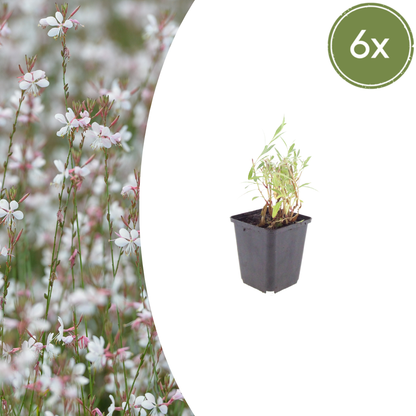 Buitenplant 6x Gaura lindheimeri - Bloeiend - Pot Ø 9cm Hoogte ↕ 10-25cm