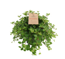 Kamerplant - Peperomia Rotundifolia - Hangplant - Pot Ø 14cm Hoogte ↕ 27cm