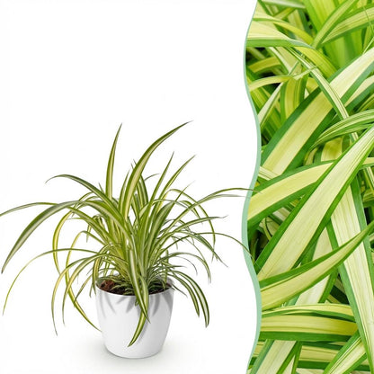 Kamerplant - Chlorophytum comosum Variegatum - Pot Ø 12cm Hoogte ↕ 20cm