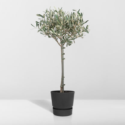 Kamerplant - Olea Europaea - Pot Ø 19cm Hoogte ↕ 90cm