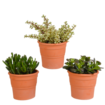 Kamerplant 3x Crassula mix - In terracotta pot - Pot Ø 10,5cm