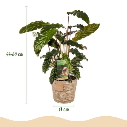 Green BoutiQ - Green is... Kamerplanten - Calathea Rufibarba - Pauwen plant - Weinig onderhoud - met mand - Groen - 1 Plant - Pot 17cm - Hoogte 55-60cm