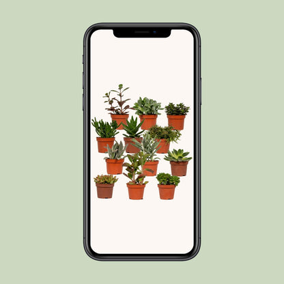 Kamerplant - Succulenten Mix - Pot Ø 10,5cm Hoogte ↕ 12cm