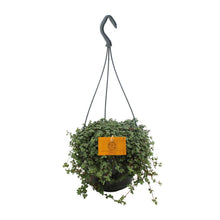 Kamerplant - Pilea Glauca - Hangplant - Pot Ø 15cm Hoogte ↕ 25cm