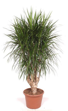 XL Kamerplant - Dracaena Marginata vertakt XXL - Luchtzuiverend - Pot Ø 40-45cm Hoogte ↕ 190cm