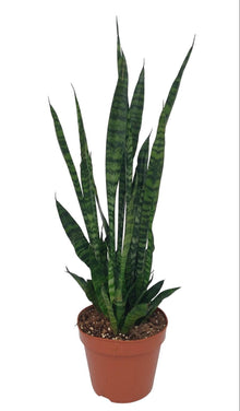 Kamerplant - Sansevieria Zeylanica - Luchtzuiverend - Pot Ø 17cm Hoogte ↕ 75cm