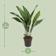 Kamerplant - Aspidistra Elatior - Pot Ø 17cm Hoogte ↕ 70cm