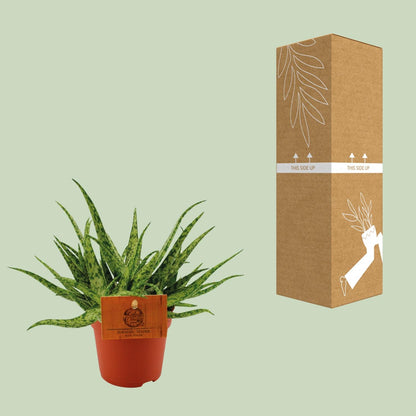 Kamerplant - Aloe Spider - Pot Ø 10,5cm Hoogte ↕ 15cm