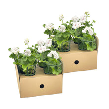 Buitenplant 8x Pelargonium Peltatum Weiß - Bloeiend - Pot Ø 12cm Hoogte ↕ 20cm