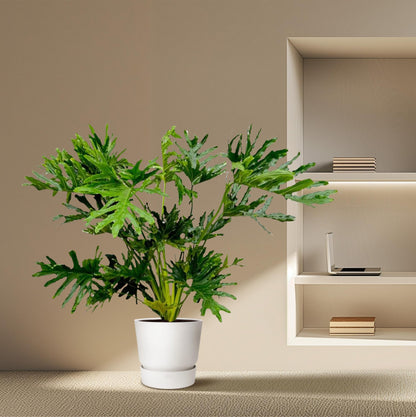 Kamerplant - Philodendron Selloum - Pot Ø 24cm Hoogte ↕ 100cm