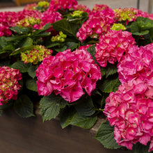 Buitenplant 3x Hortensia Hydrangea macrophylla Rood - Bloeiend - Pot Ø 17cm Hoogte ↕ 30cm