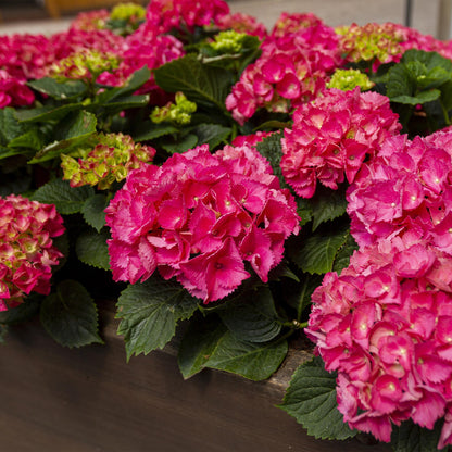 Buitenplant 3x Hortensia Hydrangea macrophylla Rood - Bloeiend - Pot Ø 17cm Hoogte ↕ 30cm