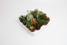 Kamerplant 20x Succulenten Mix - Pot Ø 5,5cm Hoogte ↕ 10cm