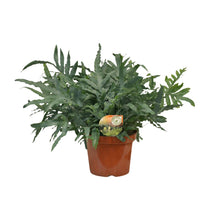 Kamerplant - Phlebodium Blue Star - Pot Ø 26cm Hoogte ↕ 80cm